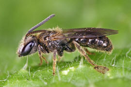 Lasioglossum villosulum / Zottige Schmalbiene (Mnnchen) / Schmal- / Furchenbienen - Halictidae / Ordnung: Hautflgler - Hymenoptera