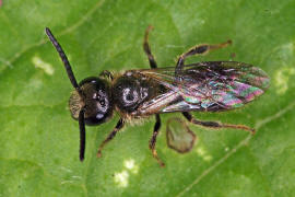 Lasioglossum villosulum / Zottige Schmalbiene (Mnnchen) / Schmal- / Furchenbienen - Halictidae / Ordnung: Hautflgler - Hymenoptera
