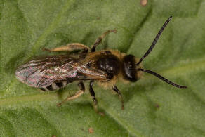 Lasioglossum (Lasioglossum) xanthopus / Groe Salbei-Schmalbiene / Schmal- / Furchenbienen - Halictidae / Ordnung: Hautflgler - Hymenoptera