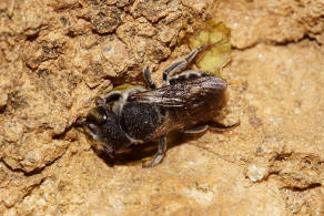 Megachile apicalis / Flockenblumen-Blattschneiderbiene / Megachilidae ("Blattschneiderbienenartige") / Hautflgler - Hymenoptera