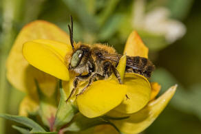 Megachile argentata / Filzzahn-Blattschneiderbiene / Megachilidae ("Blattschneiderbienenartige") / Hautflgler - Hymenoptera