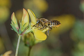 Megachile argentata / Filzzahn-Blattschneiderbiene / Megachilidae ("Blattschneiderbienenartige") / Hautflgler - Hymenoptera