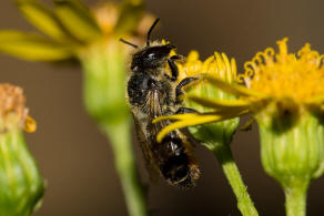 Megachile centuncularis / Rosen-Blattschneiderbiene / Megachilidae - Blattschneiderbienenartige / Hautflgler - Hymenoptera