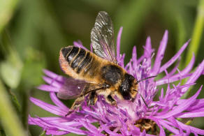 Megachile maritima / Sand-Blattschneiderbiene / Megachilidae - Blattschneiderbienenartige / Hautflgler - Hymenoptera