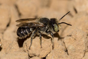 Megachile argentata / Filzzahn-Blattschneiderbiene / Megachilidae ("Blattschneiderbienenartige") / Hautflgler - Hymenoptera