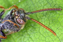 Nomada fabriciana / Rote Wespenbiene / Apinae - Echte Bienen / Ordnung: Hautflgler - Hymenoptera