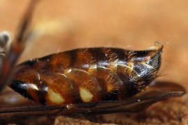 Nomada fabriciana / Rote Wespenbiene / Apinae - Echte Bienen / Ordnung: Hautflgler - Hymenoptera