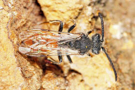 Nomada fabriciana / Rotschwarze Wespenbiene / Apinae - Echte Bienen / Ordnung: Hautflgler - Hymenoptera