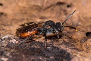 Nomada fabriciana / Rotschwarze Wespenbiene / Apidae - Echte Bienen / Ordnung: Hautflgler - Hymenoptera