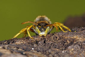 Nomada sexfasciata / Langkopf-Wespenbiene / Apidae (Echte Bienen) / Ordnung: Hautflgler - Hymenoptera