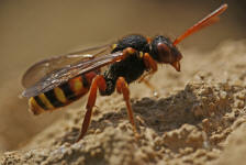 Nomada bifasciata / Rotbuchige Wespenbiene / Apinae (Echte Bienen) / Ordnung: Hautflgler - Hymenoptera / Apinae (Echte Bienen)
