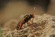 Nomada bifasciata / Rotbuchige Wespenbiene / Apinae (Echte Bienen) / Ordnung: Hautflgler - Hymenoptera