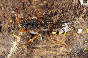 Nomada zonata / Binden-Wespenbiene / Apidae (Echte Bienen) / Ordnung: Hautflgler - Hymenoptera