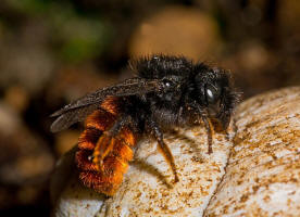 Osmia bicolor / Zweifarbige Schneckenhaus Mauerbiene / Megachilinae ("Blattschneiderbienenartige") / Hautflgler - Hymenoptera