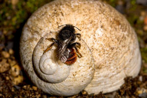 Osmia bicolor / Zweifarbige Schneckenhaus Mauerbiene / Megachilinae ("Blattschneiderbienenartige") / Hautflgler - Hymenoptera