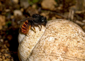 Osmia bicolor / Zweifarbige Schneckenhaus Mauerbiene / Megachilinae ("Blattschneiderbienenartige") / Hautflgler - Hymenoptera