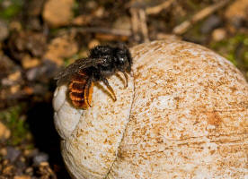 Osmia bicolor / Zweifarbige Schneckenhaus Mauerbiene / Megachilinae ("Blattschneiderbienenartige") / Hautflgler - Hymenoptera