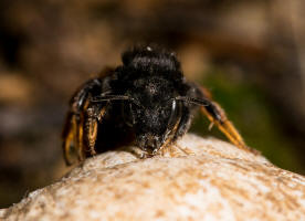 Osmia bicolor / Zweifarbige Schneckenhaus Mauerbiene / Megachilinae ("Blattschneiderbienenartige") / Hautflgler - Hymenoptera