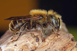Osmia caerulescens (Mnnchen) / Blaugrne Mauerbiene / Megachilinae ("Blattschneiderbienenartige") / Hautflgler - Hymenoptera