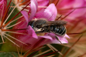 Osmia caerulescens / Blaugrne Mauerbiene / Megachilinae ("Blattschneiderbienenartige") / Hautflgler - Hymenoptera