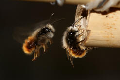 Osmia cornuta / Gehrnte Mauerbiene / Megachilinae ("Blattschneiderbienenartige")