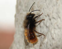 Osmia cornuta / Gehrnte Mauerbiene / Megachilinae ("Blattschneiderbienenartige")