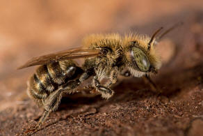 Osmia gallarum / Gallen-Mauerbiene / Megachilidae ("Blattschneiderbienenartige") / Hautflgler - Hymenoptera
