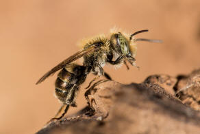 Osmia gallarum / Gallen-Mauerbiene / Megachilidae ("Blattschneiderbienenartige") / Hautflgler - Hymenoptera