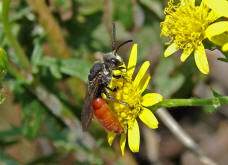 Sphecodes albilabris / Riesen-Blutbiene / Schmal- / Furchenbienen - Halictidae / Ordnung: Hautflgler - Hymenoptera
