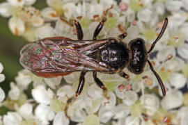 Sphecodes crassus / Dichtpunktierte Blutbiene / Schmal- / Furchenbienen - Halictidae / Ordnung: Hautflgler - Hymenoptera