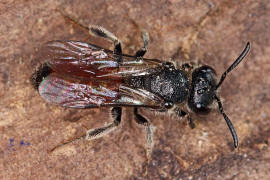 Sphecodes ephippius / Gewhnliche Blutbiene / Schmal- / Furchenbienen - Halictidae / Ordnung: Hautflgler - Hymenoptera