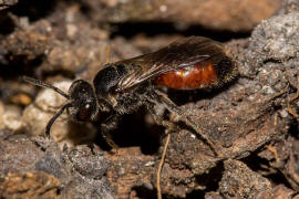 Sphecodes ephippius / Gewhnliche Blutbiene / Schmal- / Furchenbienen - Halictidae / Ordnung: Hautflgler - Hymenoptera