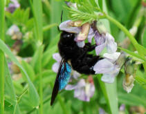 Xylocopa violacea / Blauschwarze Holzbiene / Apinae (Echte Bienen)