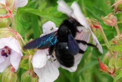 Xylocopa violacea / Blauschwarze Holzbiene / Apinae (Echte Bienen)