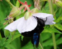 Xylocopa violacea / Blauschwarze Holzbiene / Apinae (Echte Bienen)