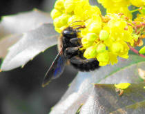 Xylocopa violacea / Blauschwarze Holzbiene / Apinae (Echte Bienen)