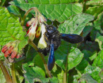 Xylocopa violacea / Blauschwarze Holzbiene / Apinae (Echte Bienen)