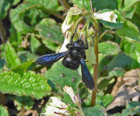 Xylocopa violacea / Blauschwarze Holzbiene / Apinae (Echte Bienen)