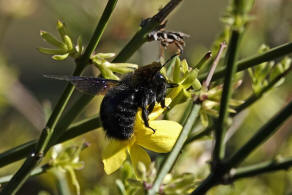 Xylocopa violacea / Blauschwarze Holzbiene / Apinae (Echte Bienen)