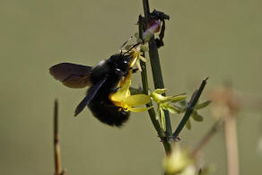 Xylocopa violacea / Blauschwarze Holzbiene / Apinae (Echte Bienen)