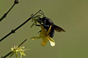 Xylocopa violacea / Blauschwarze Holzbiene / Apinae (Echte Bienen)