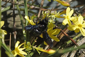 Xylocopa violacea / Blauschwarze Holzbiene / Apinae (Echte Bienen)