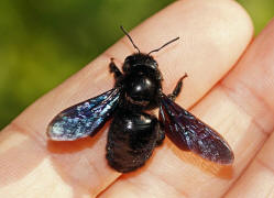 Xylocopa violacea / Blauschwarze Holzbiene / Apinae (Echte Bienen). Dieses Weibchen fand ich am 21. September 2017 vllig unterkhlt an sehr schattiger Stelle im Garten. Ich schob sie sanft auf meine Hand und trug sie in die Sonne. Nach etwa zwei Minuten war ihr warm genug fr einen Blitzstart.