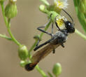 Ammophila campestris / Feldsandwespe