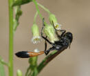 Ammophila campetris