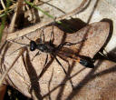 Ammophila sabulosa