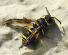 Ancistrocerus nigricornis / Lehmwespe