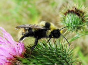 Bombus campestris / Feld-Kuckuckshummel - Mnnchen