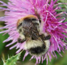 Bombus sylvarum / Wald-Hummel