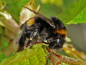 Bombus terrestris / Dunkle Erdhummel